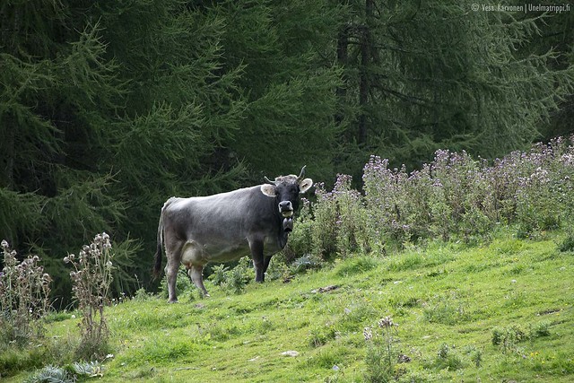 Lehmä metsän laidalla Söldenissä