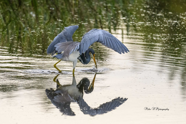 Tricolored heron,with prey