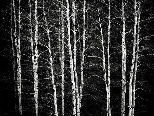 Abstract: Bare Aspen Trees