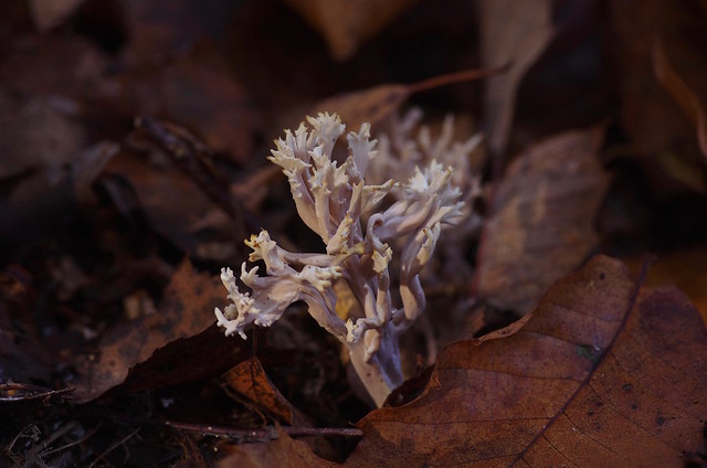 Coral fungus in the low autumn light
