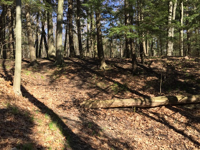 Path with beautiful trees and their shadow going up from Duffins creek marsh to Duffins trail in the woods in Discovery Bay , Martin’s photographs , Ajax , Ontario , Canada , May 8. 2019