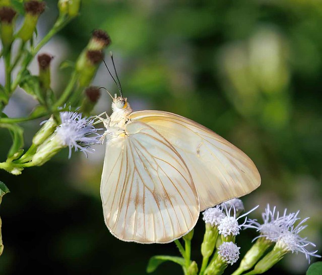 Great Southern White (Ascia m. monuste)