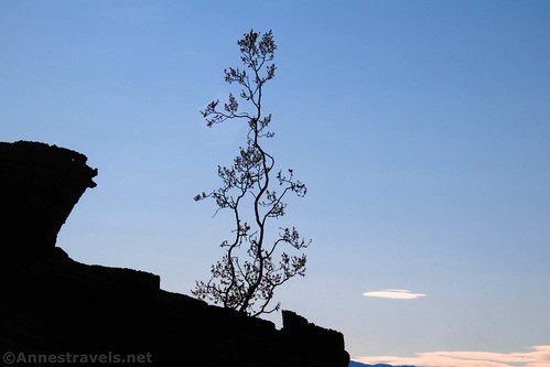 Silhouette of a creosote bush along the Big Bell Extension Trail, Death Valley National Park, California