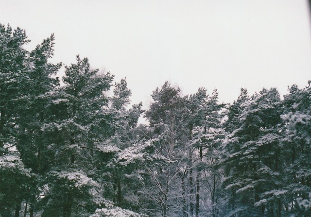 Snow on treetops
