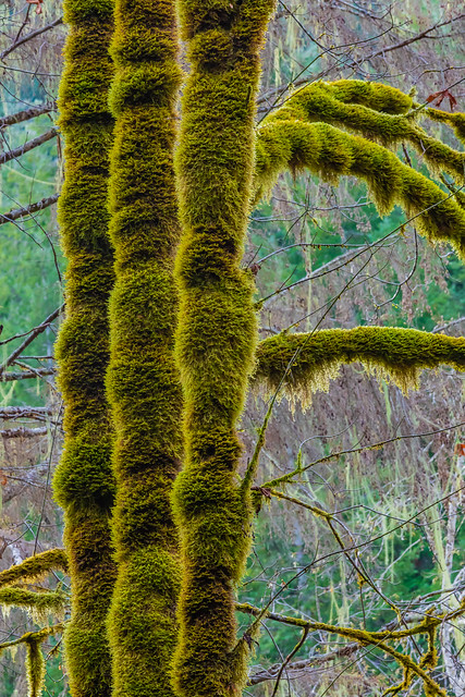 Moss-covered Bigleaf Maple Trunks on Olympic Peninsula