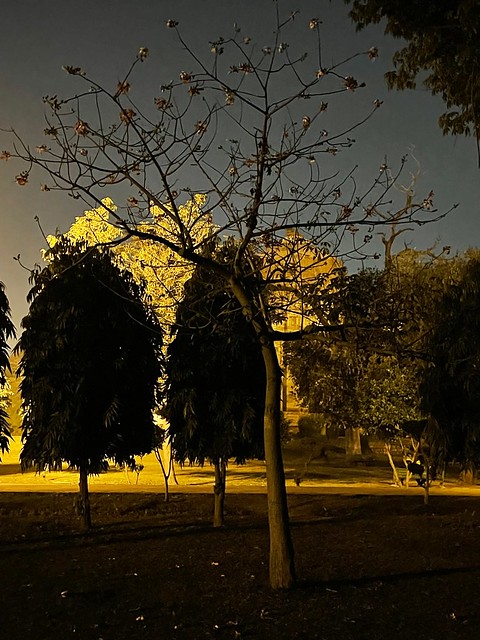 City Hangout - Winter Evening's Lodhi Garden, Central Delhi