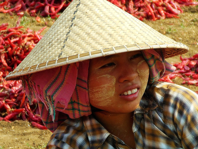 MYANMAR, Burma - Fahrt nach Mandalay, Chili-Ernte bei Myingyan, Fleißige Mädchen und Frauen wie überall hier, 