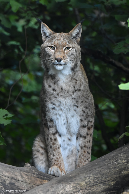 Eurasian lynx - Zoo Duisburg