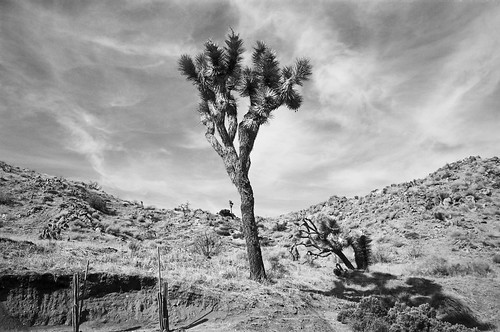 california yuccavalley mojavedesert sanbernardinocounty joshuatree blackandwhite desert landscape clouds cacti succulents brush texture contrast kodakektar100 ricohkr5super35mm