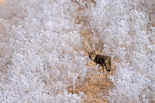 Coyote in Frost