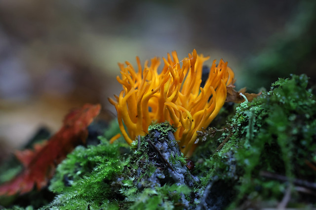 Calocera viscosa, commonly known as the yellow stagshorn fungus