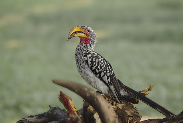 Southern Yellow Billed Hornbill - Namibia