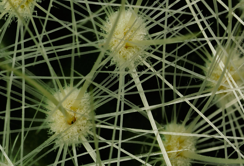 Virus plant