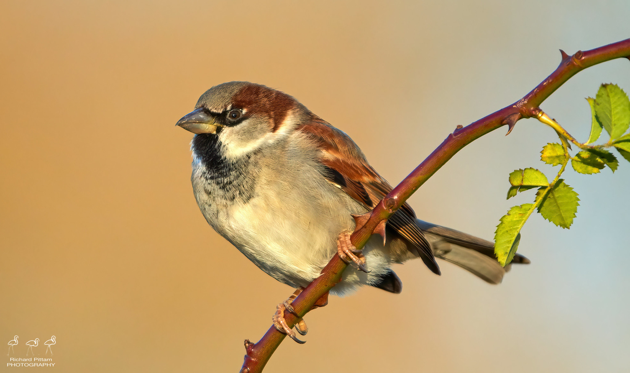 House Sparrow in evening light