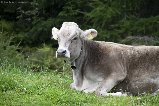 Lehmä Söldenissä