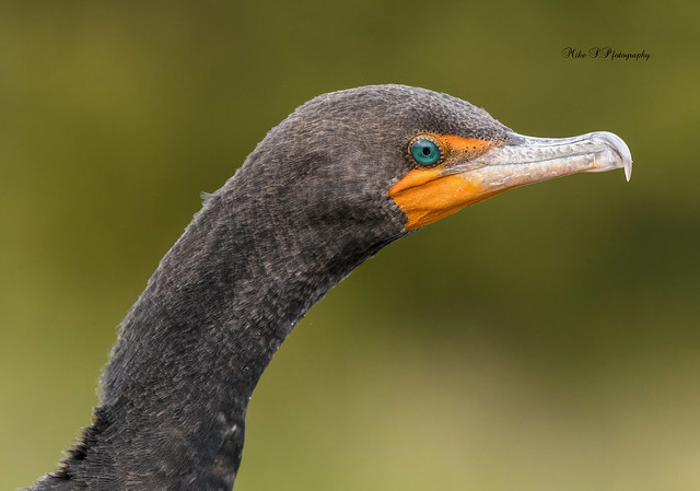 Emerald eye-cormorant(portait)