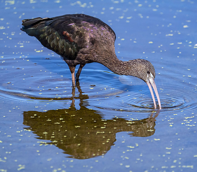 Glossy Ibis, Green Cay Nature Preserve.