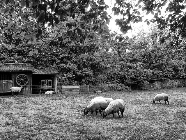 sheep (3) - rural