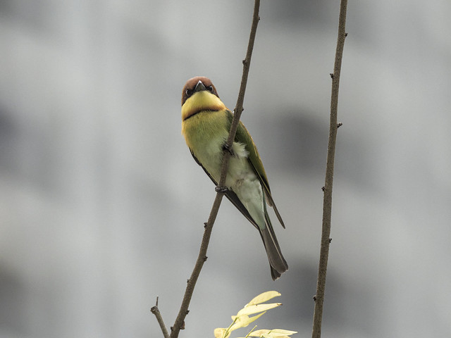 Chestnut-headed Bee-eaters At Quayside