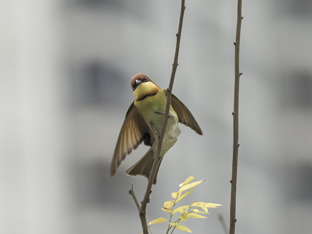 Chestnut-headed Bee-eaters At Quayside
