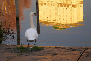 Swan at Firhill Basin