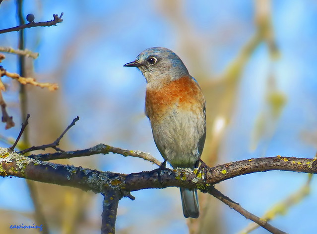 Western Bluebird (Female)  4747