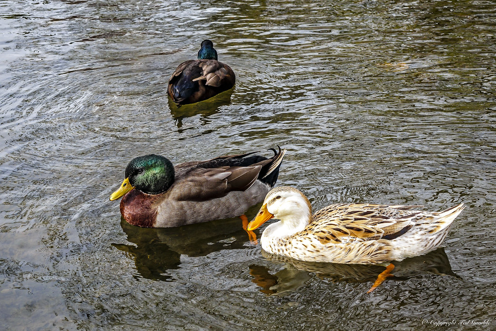 Ducks - Alcoa TN