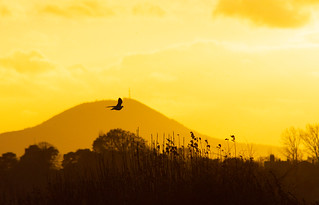 Wrekin under a golden sky