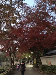 fall foliage and sunset at inokashira park 井の頭公園 紅葉 夕焼け