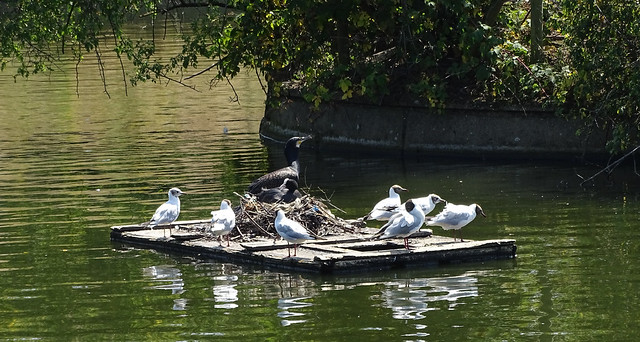 GULLS SITTING ON A PONTOON SURROUNDING A COOTS NEST ON A LAKE IN A LONDON PARK ENGLAND UK DSC03440 DSC03590