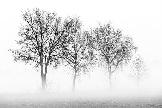 Trees in Mist