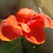 Red Flower Canna