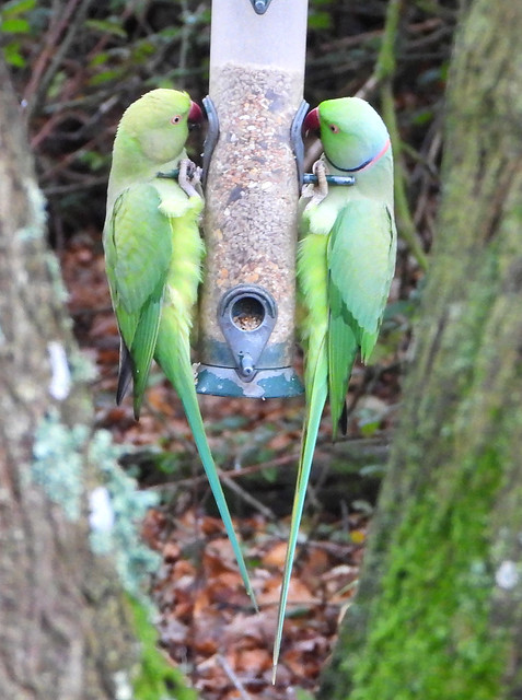 Ring-necked or Rose-ringed Parakeets on a bird feeder.