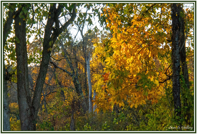 Autumn foliage in the woods at dusk