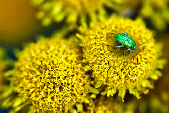 Insect On Yellow Flowers