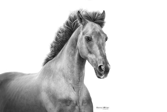 Horseportrait - Fabuloso