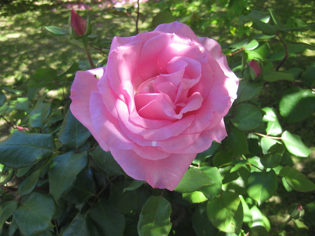 A Pale Pink Rose - Preston