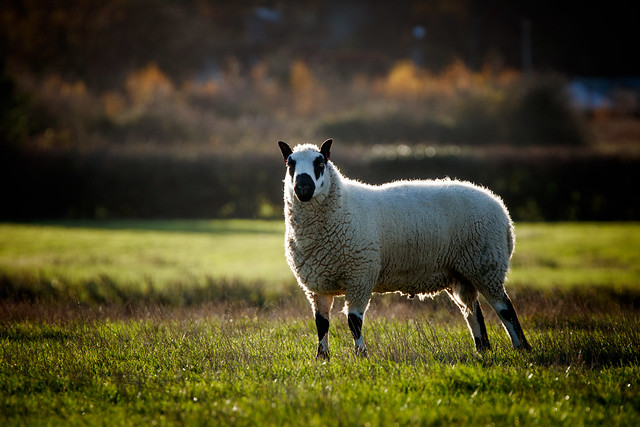 Great Porter's Farm Sheep