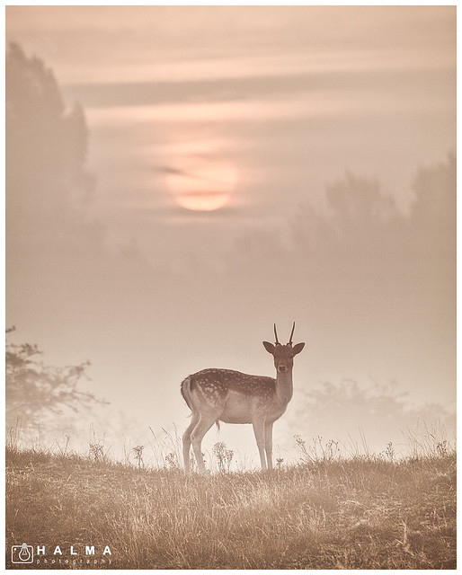 Fallow deer at sunrise