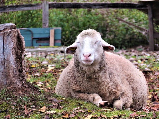 Looking sheep-y …. zzz
