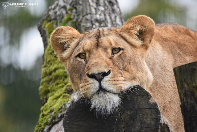 African lioness - Zoo Duisburg