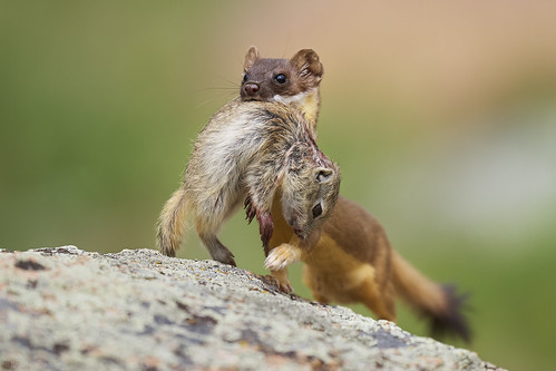 Weasel Carrying Ground Squirrel, Rocky Mountain National Park | by Bryan Carnathan