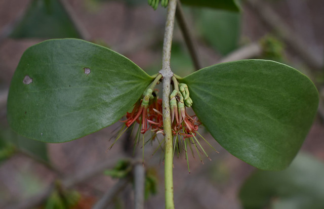 Amyema conspicua ssp conspicua, Mt Whitfield, Cairns, QLD, 21/11/21