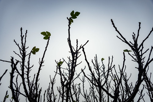 Fig tree in the fog