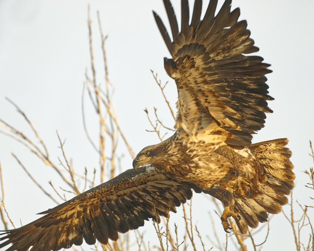 Juvenile Bald Eagle Takes Off At First Light