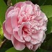 Pink Camellia.