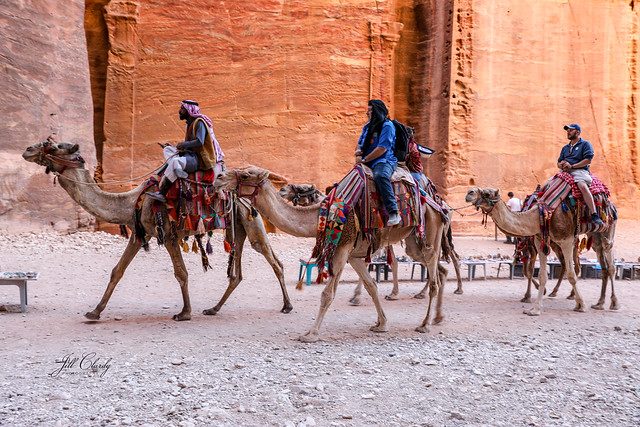 Armchair Traveling - Camels in Petra, Jordan