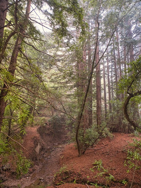 Redwoods @ Redwood Regional Park