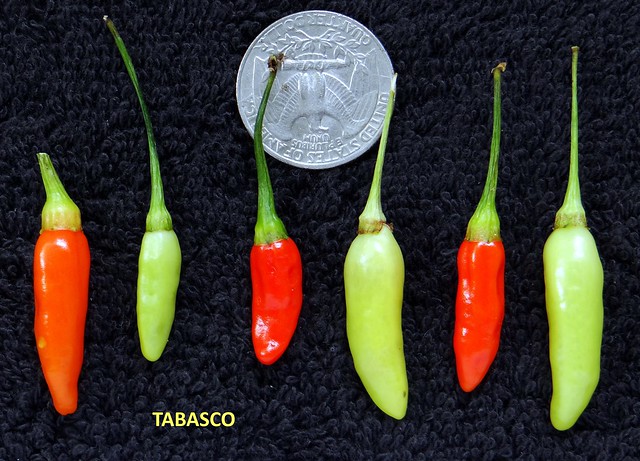 Pepper #58: TABASCO