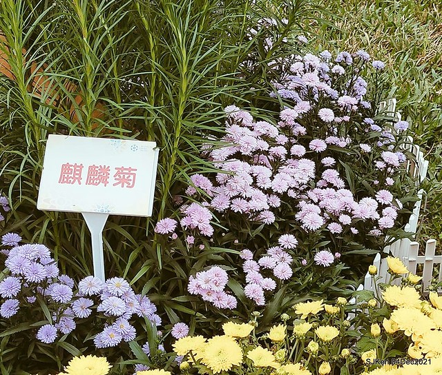 士林官邸2021「菊來運轉」花展 (Shilin  Residence Chrysanthesmum Festival), Nov 26 ~ Dec 12, 2021, Taipei, Taiwan,  SJKen, Dec 4, 2021.